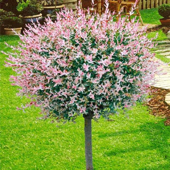 Salix Integra Hakuro-Nishiki la Ghiveci