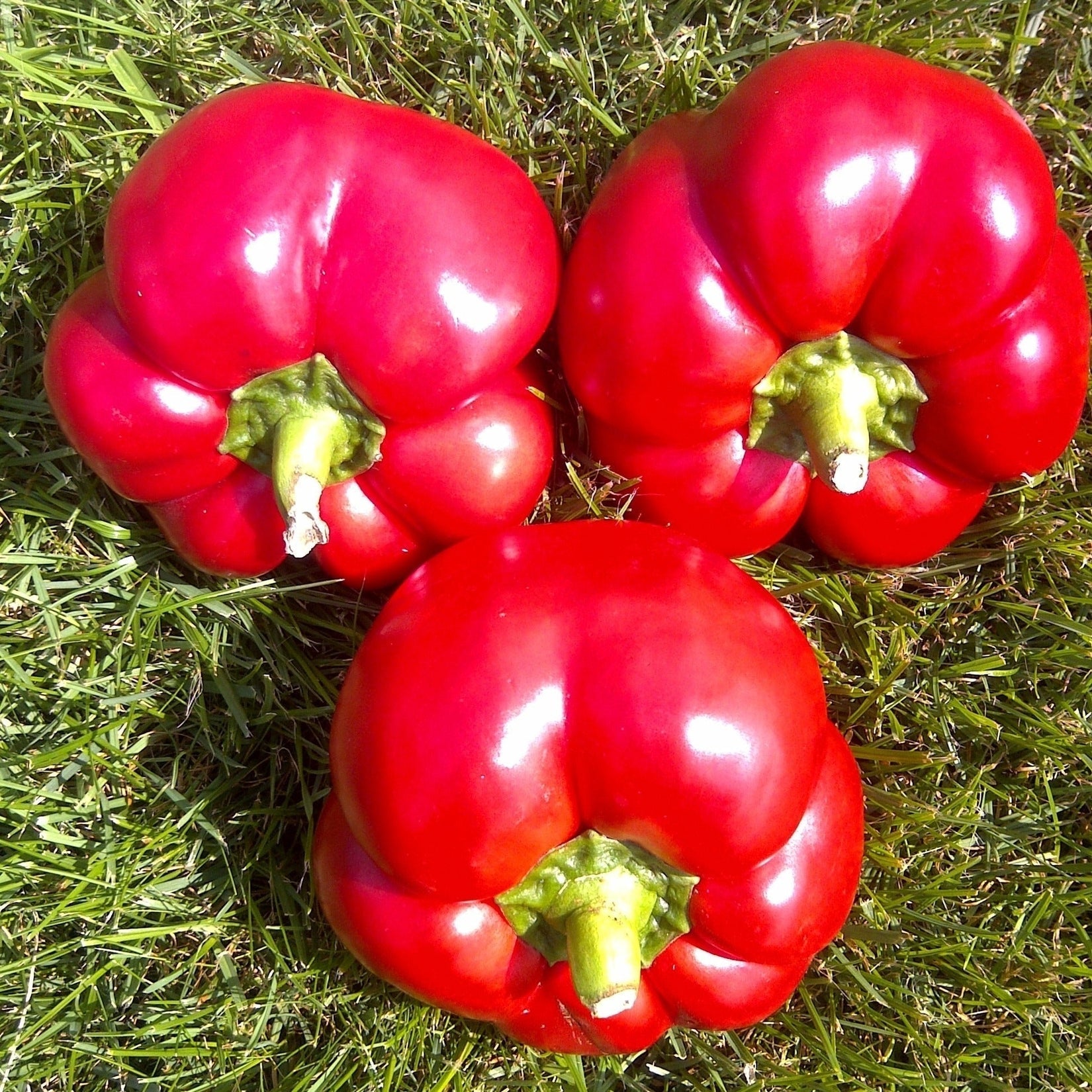 Seminte de Ardei Gogosar "Hibrid"