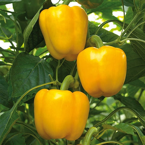 Seminte de Ardei Gras "Blocky Galben"