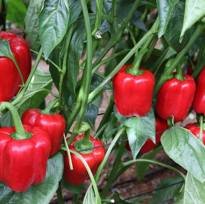 Seminte de Ardei Gras "Blocky Rosu", 0.7g