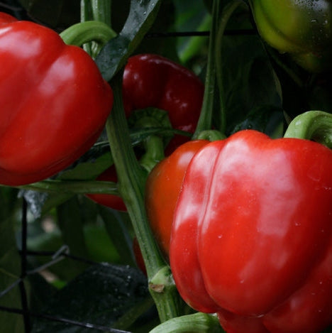 Seminte de Ardei Gras "Blocky Rosu", 0.7g