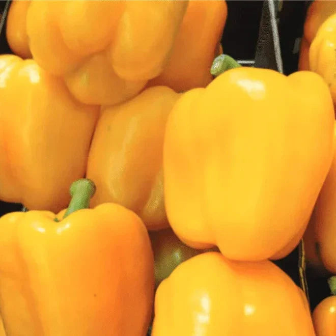 Seminte de Ardei Gras Galben Hibrid "Blocky", 2g