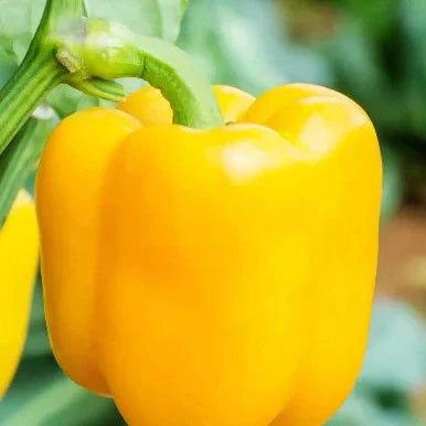 Seminte de Ardei Gras Galben Hibrid "Blocky", 2g