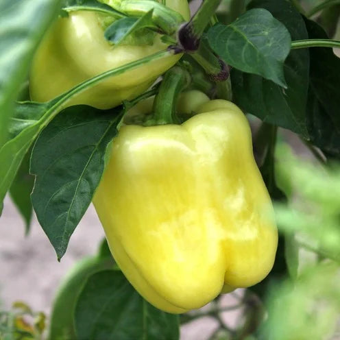 Seminte de Ardei Gras "Getic", 0.5g