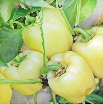 Seminte de Ardei Gras "Soroksary", 0.7g