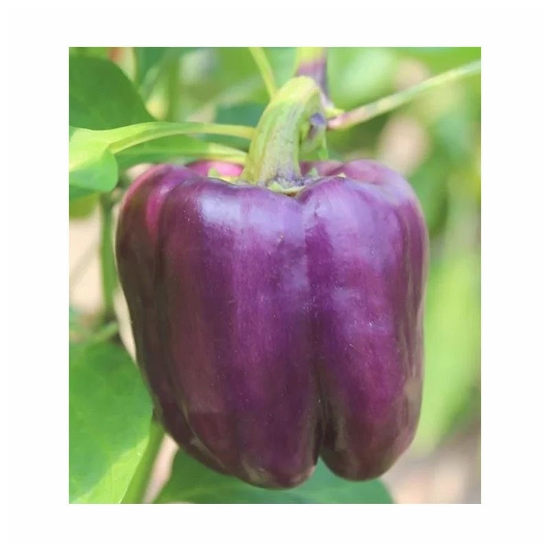 Seminte de Ardei Gras Violet Hibrid "Blocky", 0.15 gr