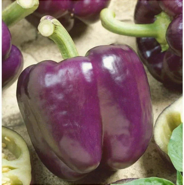 Seminte de Ardei Gras Violet Hibrid "Blocky", 0.15 gr