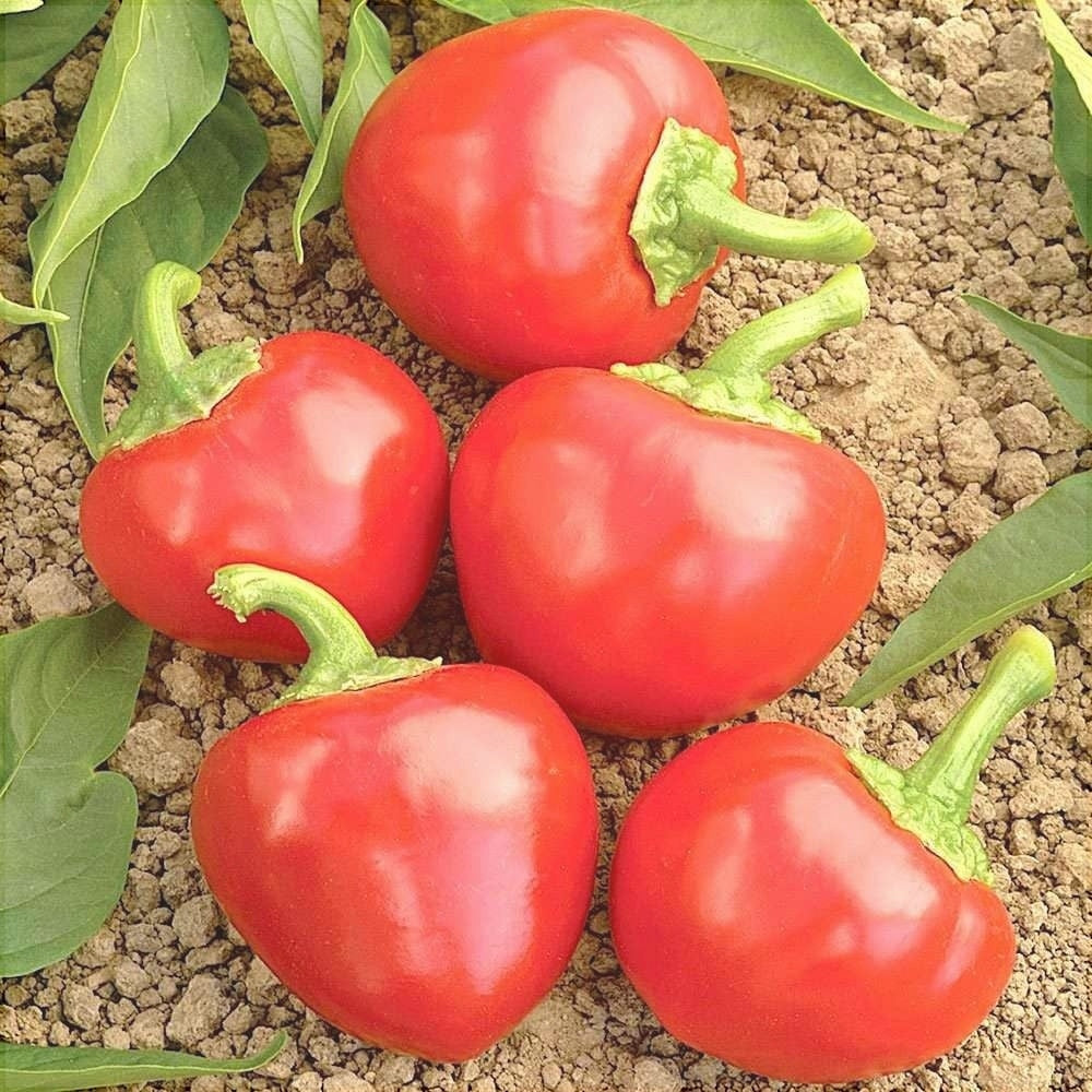 Seminte de Ardei Iute "Piccante Calabrese", 0.7g