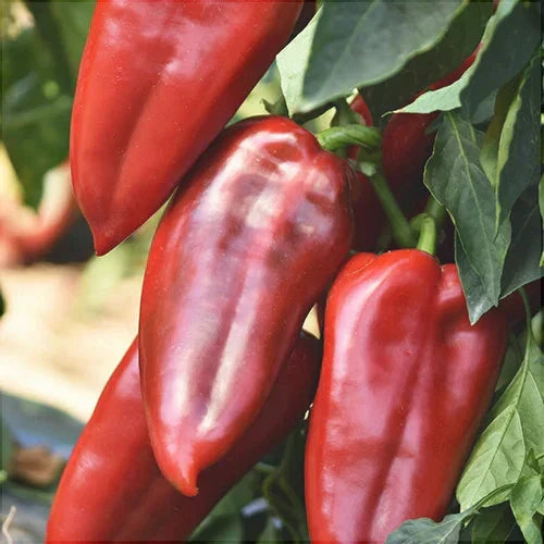 Seminte de Ardei Kapia "Ureche de Elefant", 0.4 gr