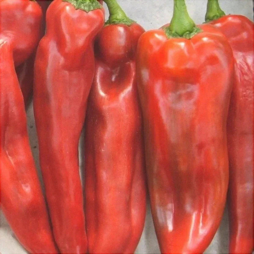 Seminte de Ardei Lung Hibrid "Piton", 2g