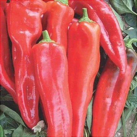 Seminte de Ardei Lung Hibrid "Piton", 2g