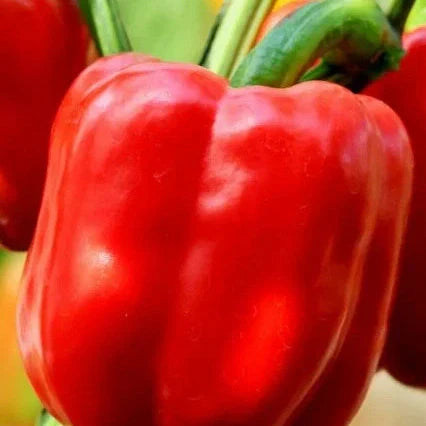 Seminte de Ardei Rosu Hibrid "Blocky"