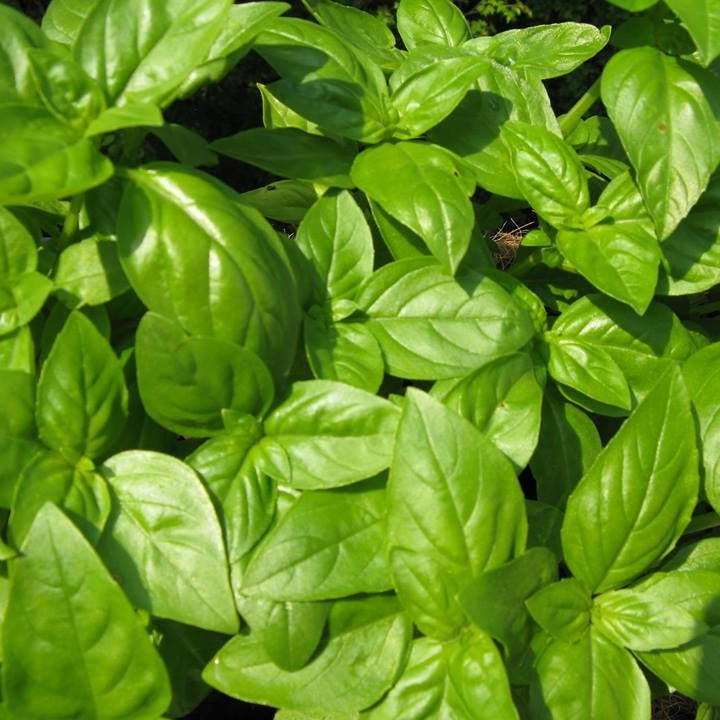 Seminte de Busuioc, 0.3 gr