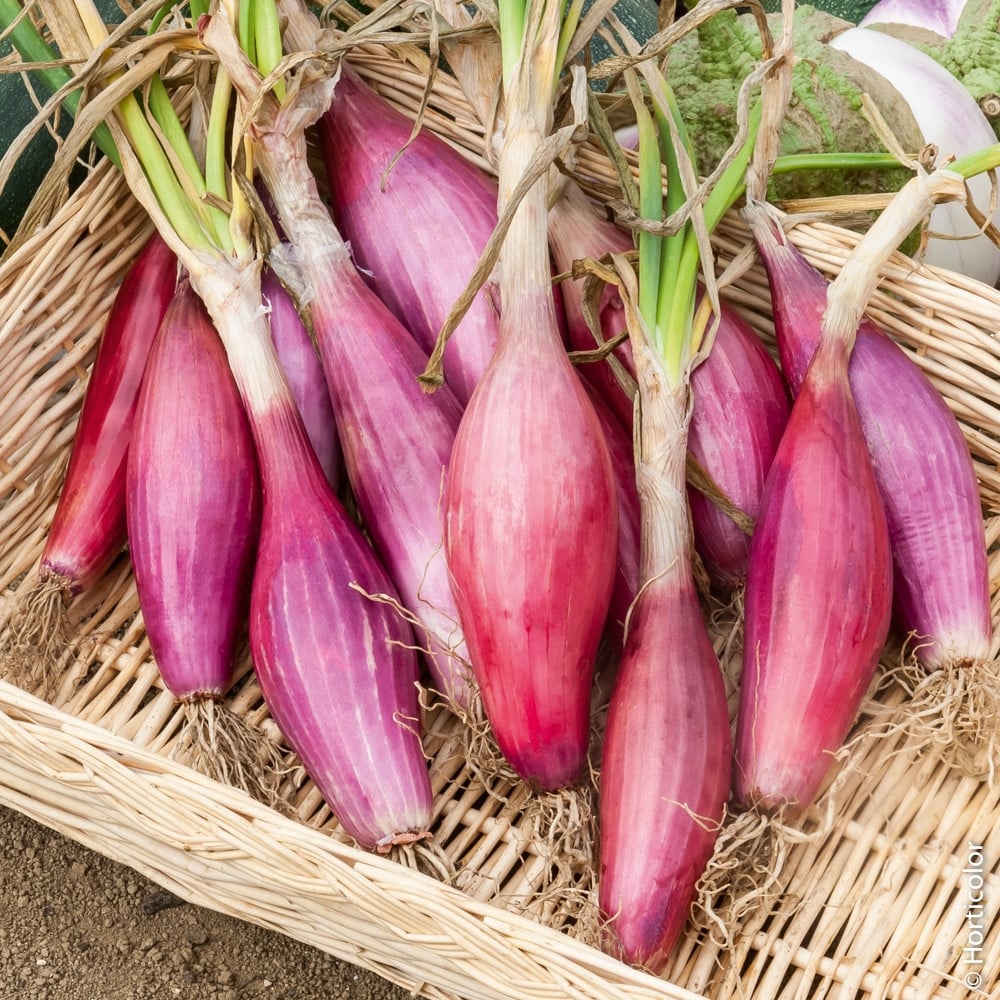 Seminte de Ceapa "Lunga Di Firenze", 1.5 gr