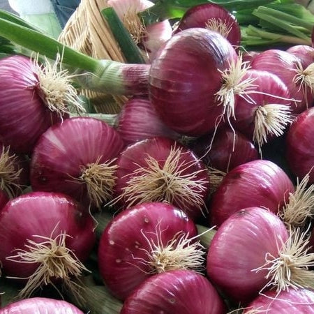 Seminte de Ceapa Rosie "Brunswick"