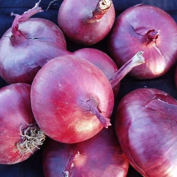 Seminte de Ceapa Rosie "Brunswick"