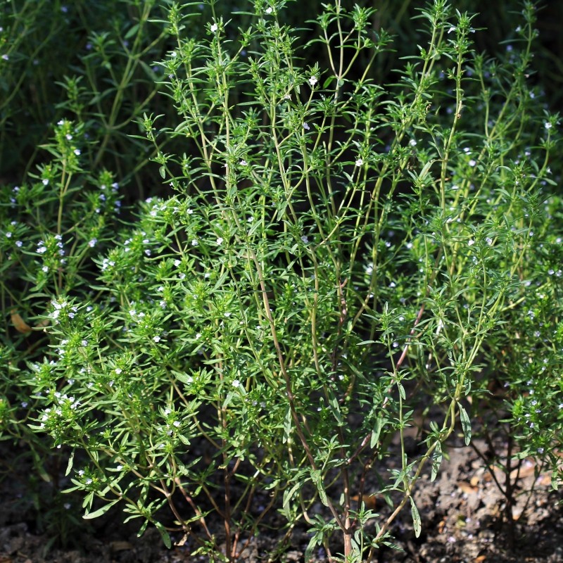 Seminte de Cimbru, 0.4 gr