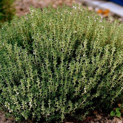 Seminte de Cimbru, 0.4 gr