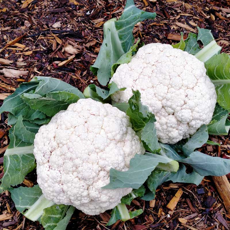 Seminte de Conopida Hibrid "Snow Crown"