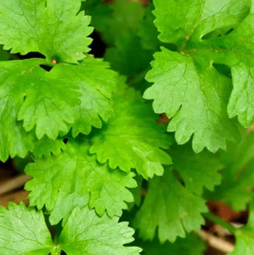 Seminte de Coriandru