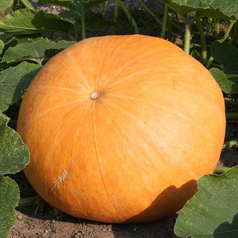 Seminte de Dovleac Furajer "Gele Reuzen"