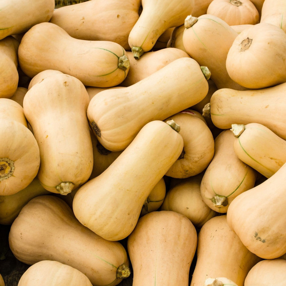 Seminte de Dovleac Placintar "Waltham Butternut", 2.5 gr