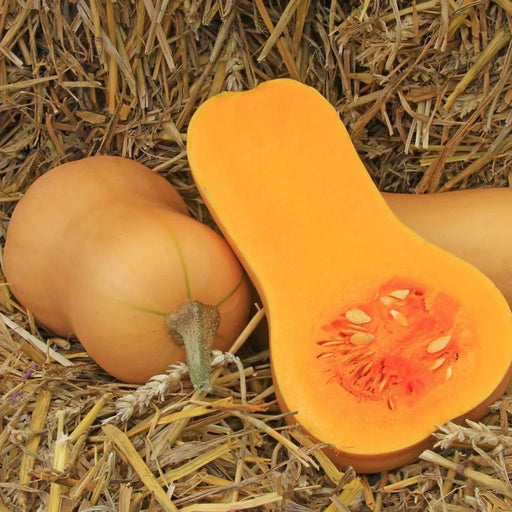 Seminte de Dovleac Placintar "Waltham Butternut", 2.5 gr
