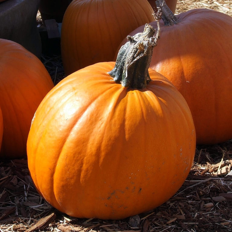 Seminte de Dovleac de Copt "Big Max"