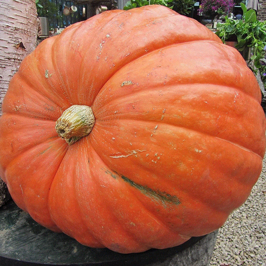 Seminte de Dovleac de Copt "Big Max"