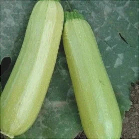 Seminte de Dovlecel "Bianco di Trieste"