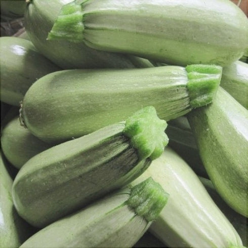 Seminte de Dovlecel "Bianco di Trieste"