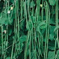 Фасоль вьющаяся, длинные зелёные стручки на растении с листьями