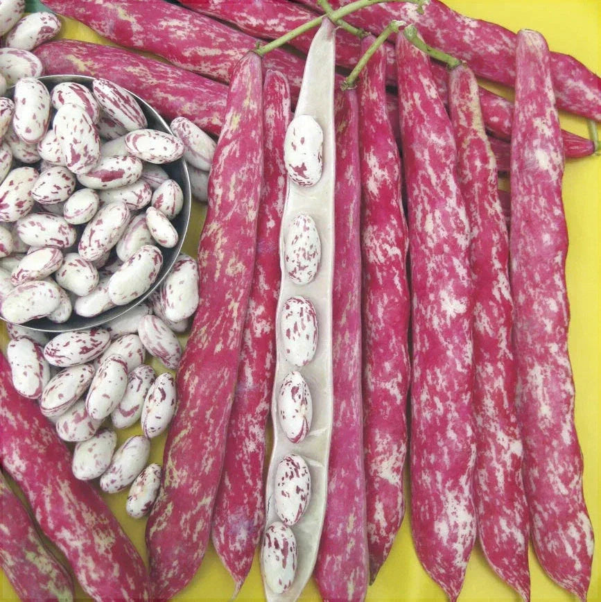 Seminte de Fasole Oloaga "Lingua di Fuoco"