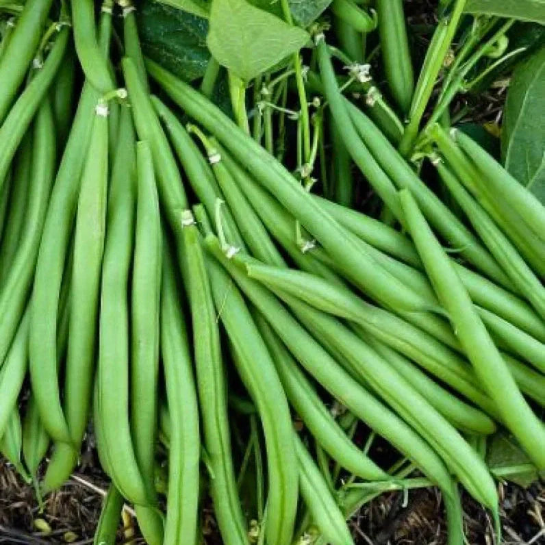 Seminte de Fasole Oloaga "Processor"