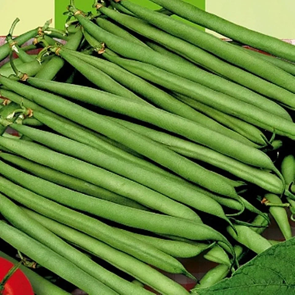 Seminte de Fasole Oloaga "Processor"