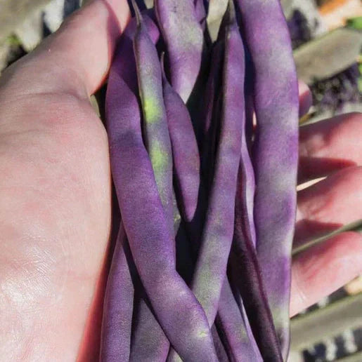 Seminte de Fasole Oloaga "Violetto"