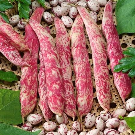Бобы урожайные Борлотто красные стручки и семена на фоне зелёных листьев