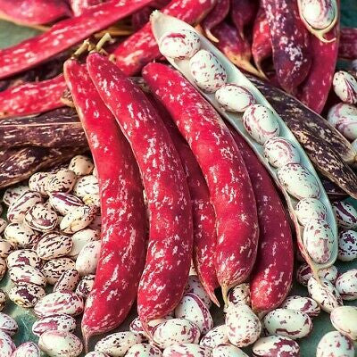 Семена фасоли Борлотто Уркачивой, красные стручки и пятнистые бобы крупным планом