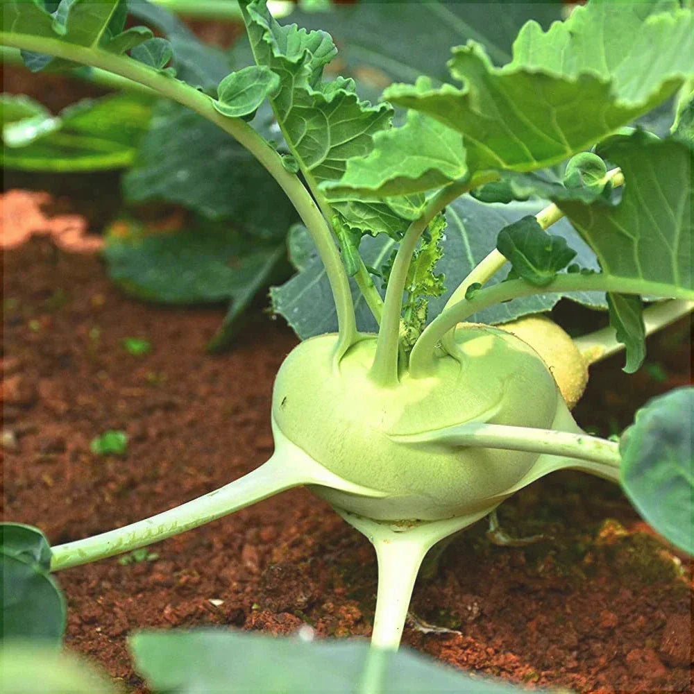 Seminte de Gulie "Vienna", Alba