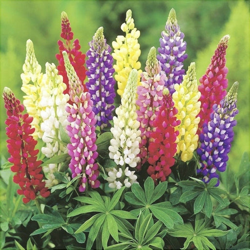 Seminte de Lupin Peren, 0.5 gr