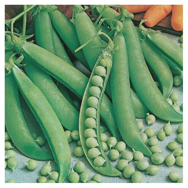 Seminte de Mazare "Kelvedon Wonder"