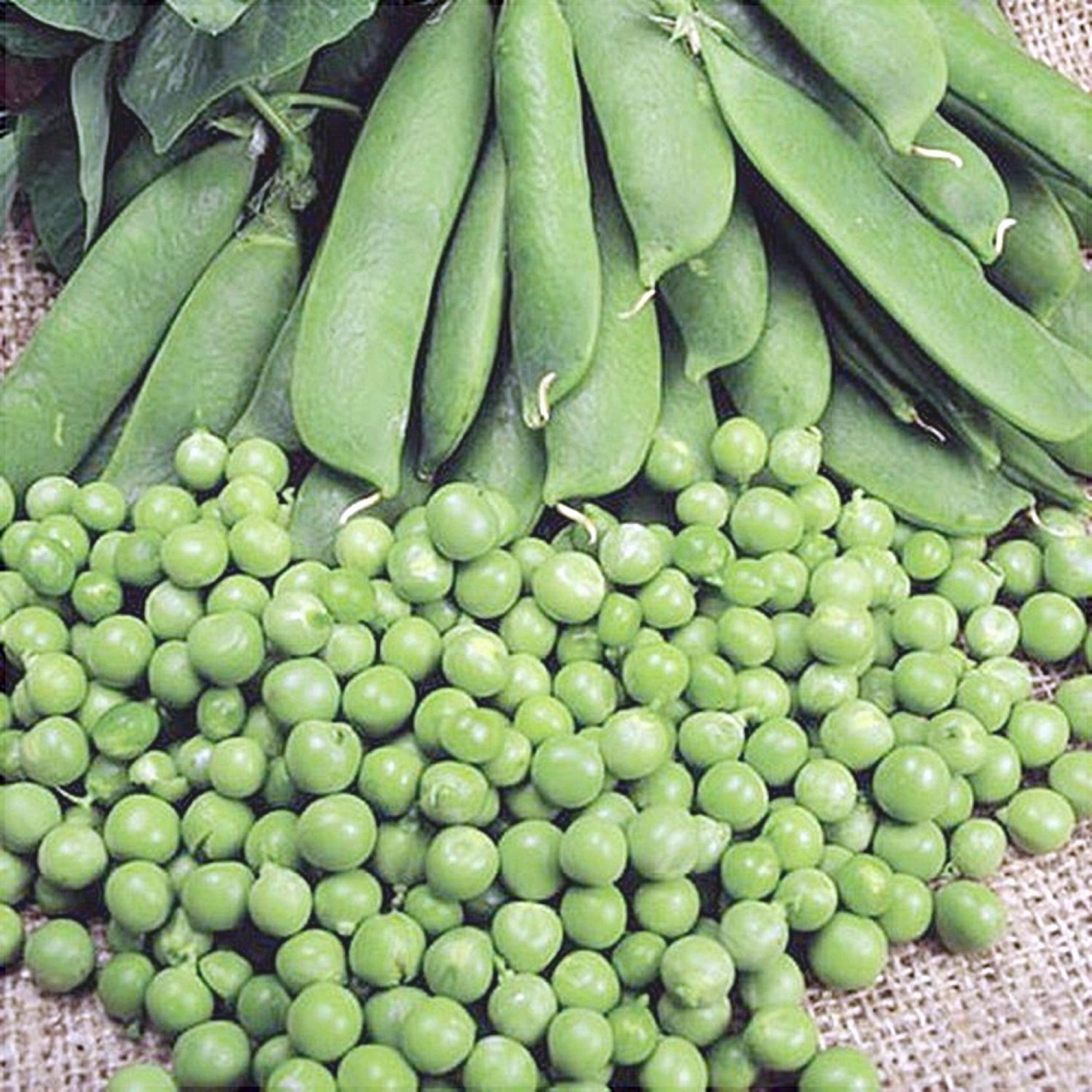 Seminte de Mazare "Kelvedon Wonder"