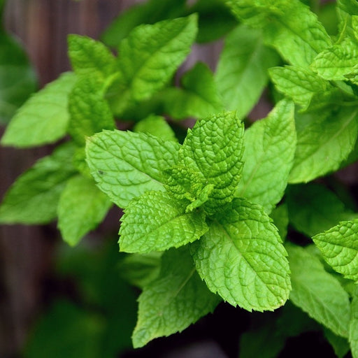 Seminte de Menta