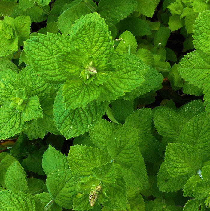 Seminte de Menta