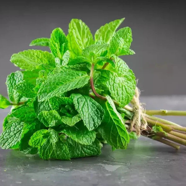 Seminte de Menta