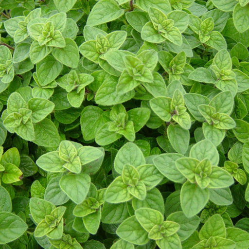 Seminte de Oregano, 0.25 gr