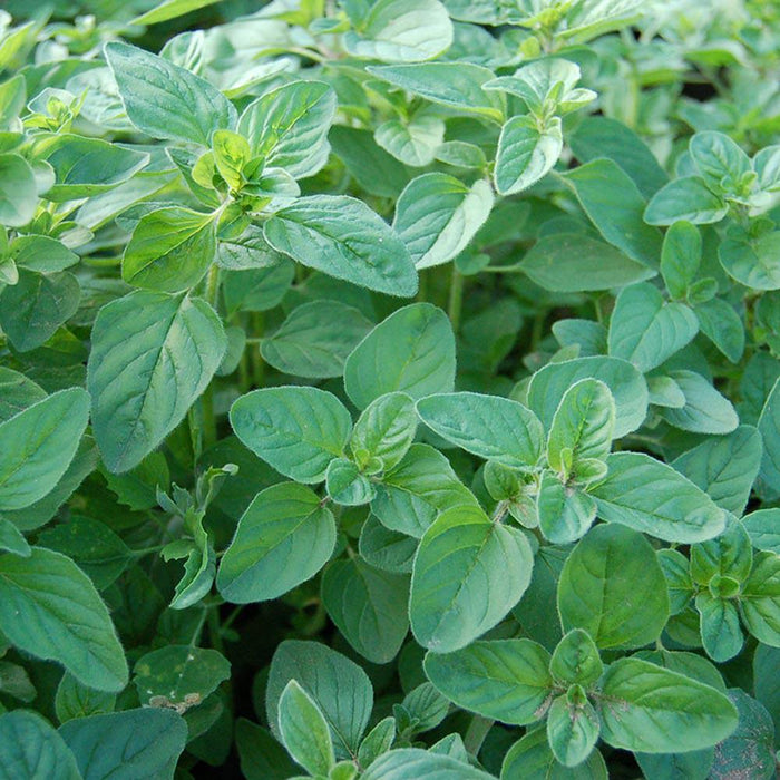 Seminte de Oregano, 0.25 gr