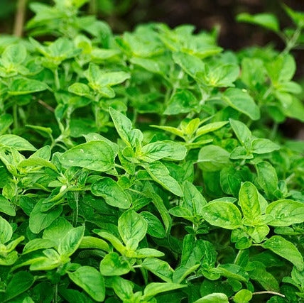 Seminte de Oregano, 0.25 gr