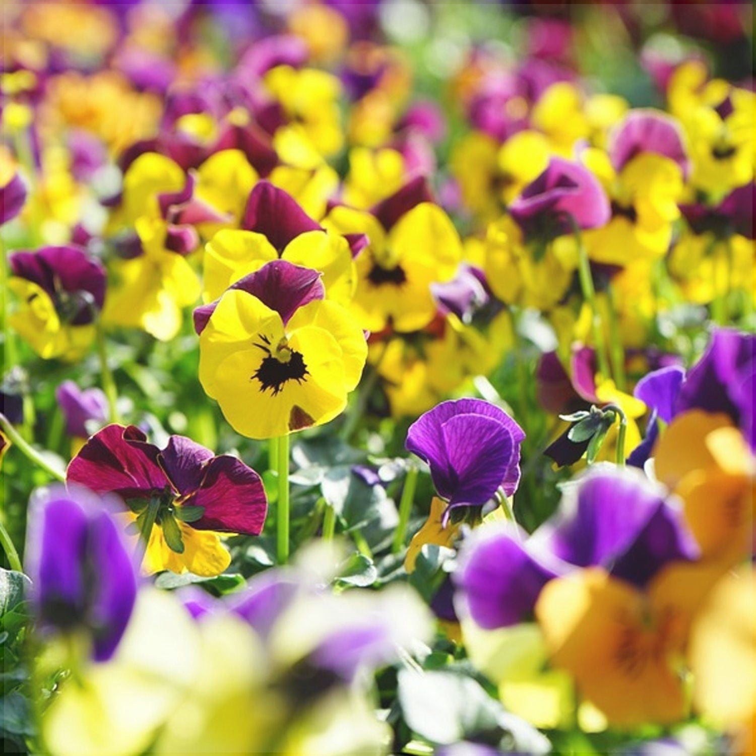 Seminte de Panselute