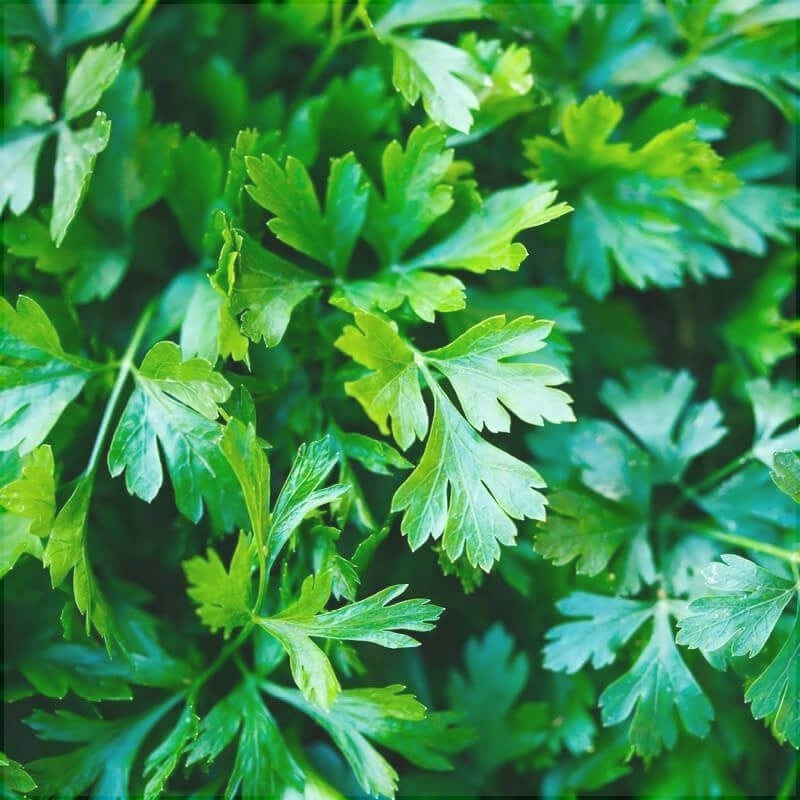 Seminte de Patrunjel "Gigante D'Italia"